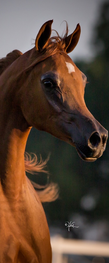 Horse Gallery Image